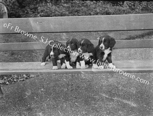 4 PUPS ON BENCH